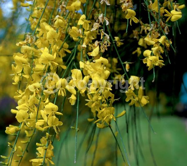 Yellow blooms; Deciduous
