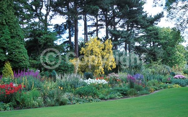 Yellow blooms; Deciduous