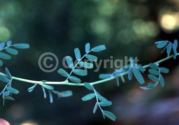 Orange blooms; Yellow blooms; Deciduous