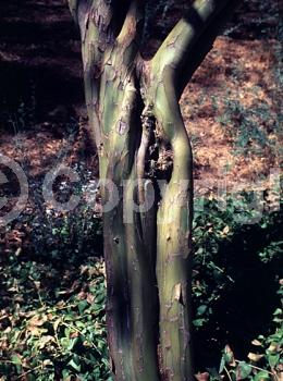 Orange blooms; Yellow blooms; Deciduous