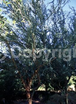 Orange blooms; Yellow blooms; Deciduous