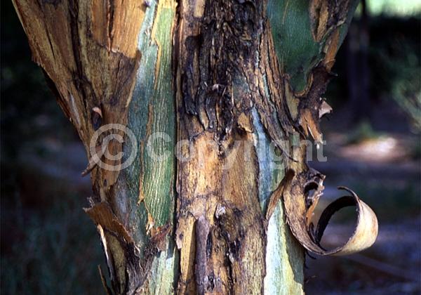 Orange blooms; Yellow blooms; Deciduous