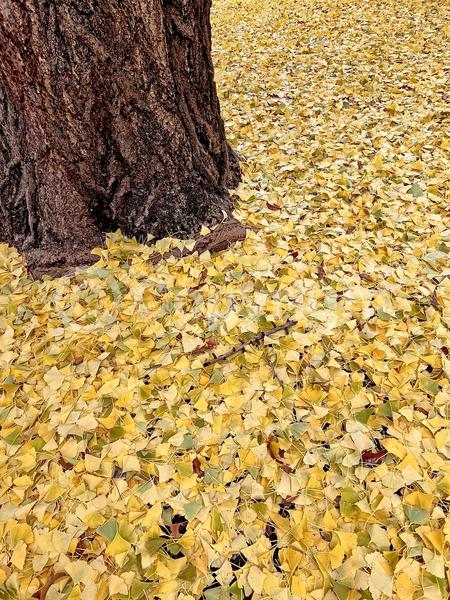 Green blooms; Deciduous; Broadleaf