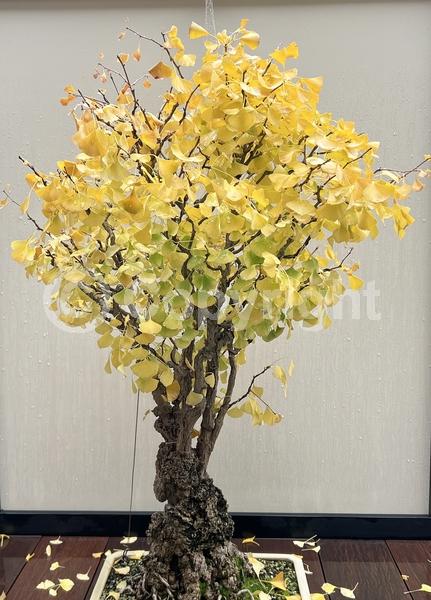 Green blooms; Deciduous; Broadleaf