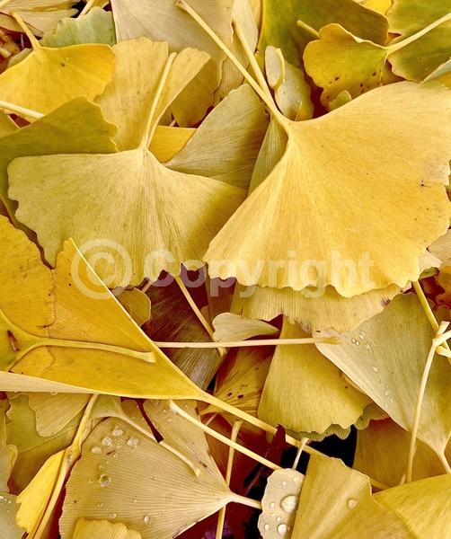 Green blooms; Deciduous; Broadleaf