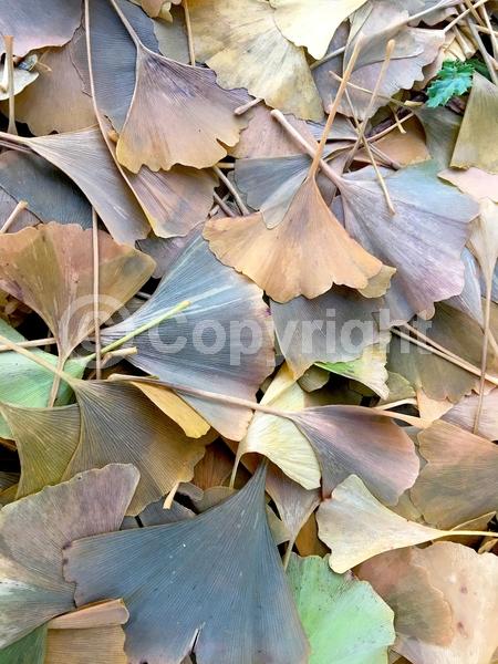 Green blooms; Deciduous; Broadleaf