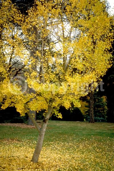 Green blooms; Deciduous; Broadleaf
