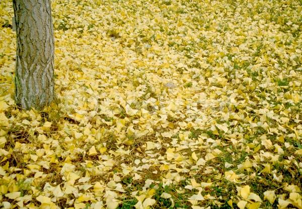 Green blooms; Deciduous; Broadleaf