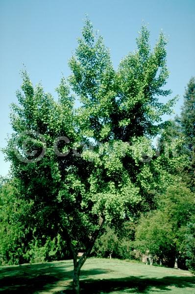 Green blooms; Deciduous; Broadleaf