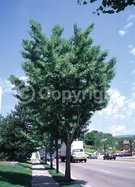 Green blooms; Deciduous; Broadleaf