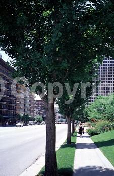Green blooms; Deciduous; Broadleaf
