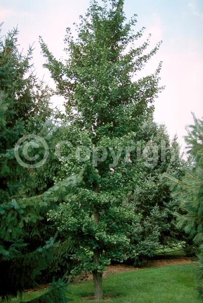 Green blooms; Deciduous; Broadleaf