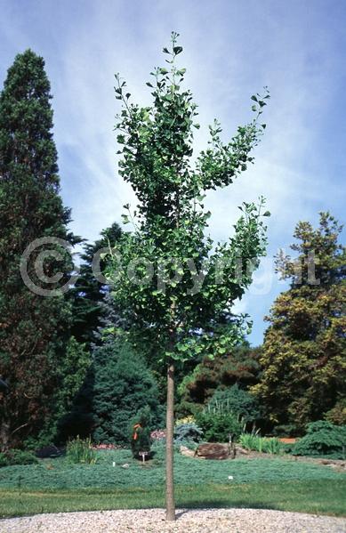Green blooms; Deciduous; Broadleaf