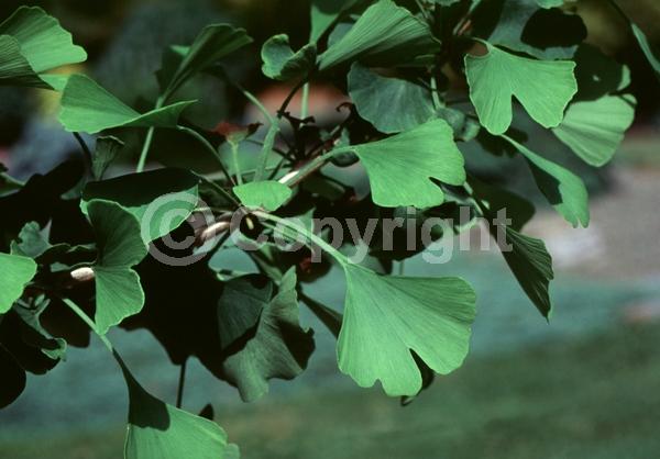 Green blooms; Deciduous; Broadleaf