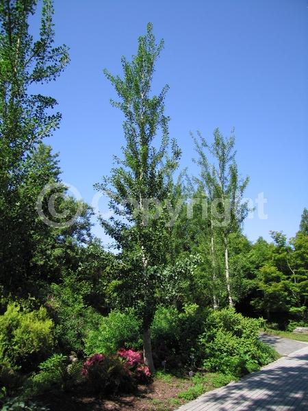 Green blooms; Deciduous; Broadleaf