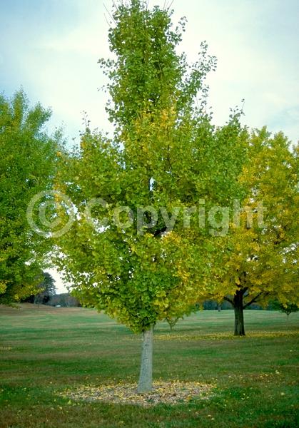 Green blooms; Deciduous; Broadleaf