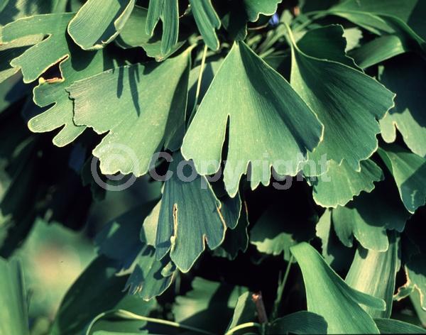 Green blooms; Deciduous; Broadleaf