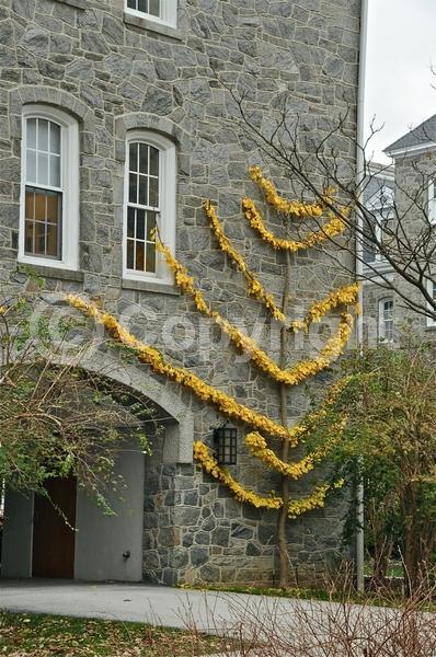 Green blooms; Deciduous; Broadleaf