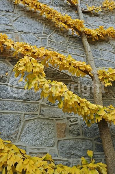 Green blooms; Deciduous; Broadleaf
