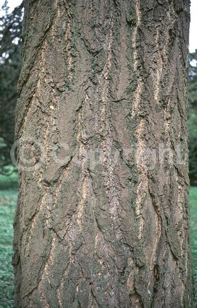 Green blooms; Deciduous; Broadleaf