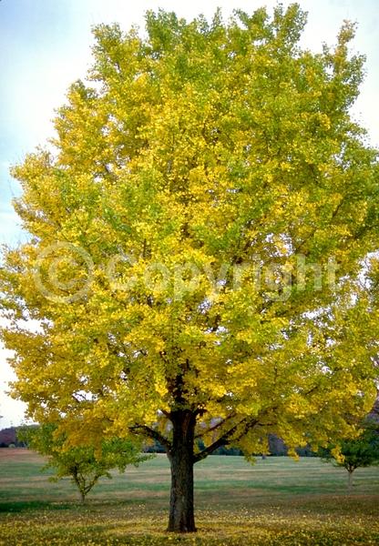 Green blooms; Deciduous; Broadleaf