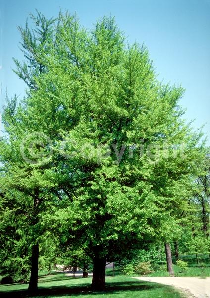 Green blooms; Deciduous; Broadleaf