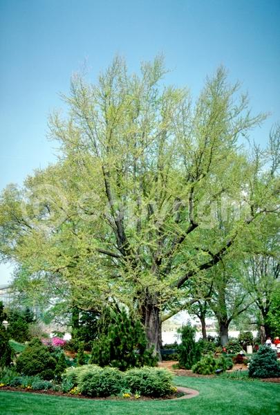 Green blooms; Deciduous; Broadleaf