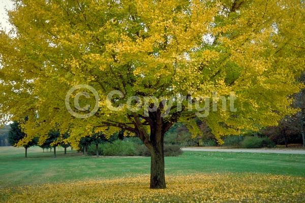 Green blooms; Deciduous; Broadleaf