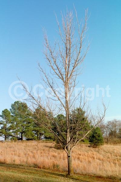 Green blooms; Deciduous; Broadleaf