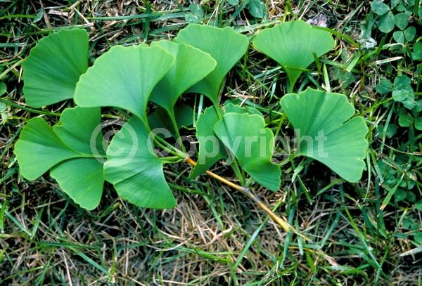Green blooms; Deciduous; Broadleaf