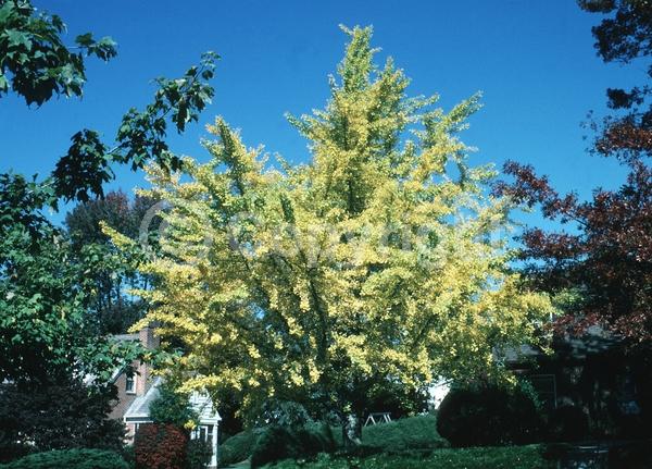 Green blooms; Deciduous; Broadleaf