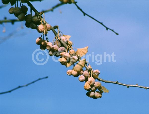 Green blooms; Deciduous; Broadleaf