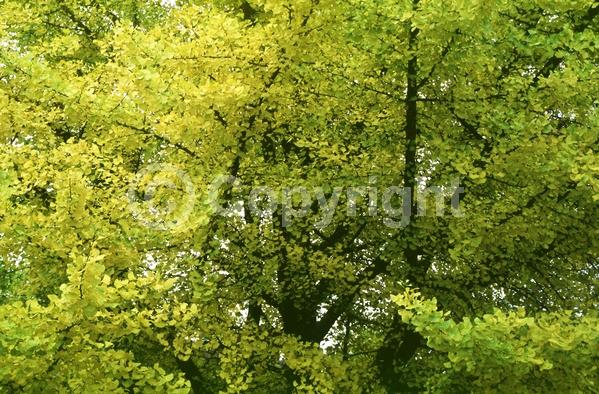 Green blooms; Deciduous; Broadleaf