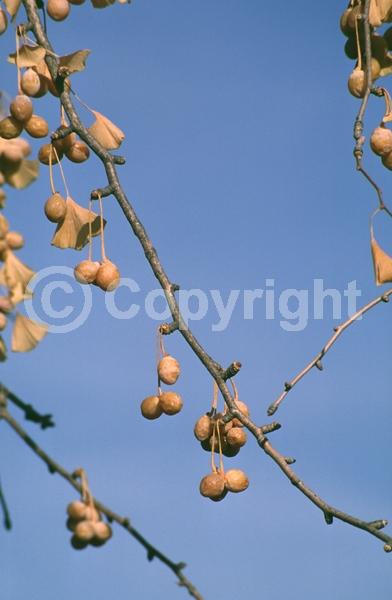 Green blooms; Deciduous; Broadleaf