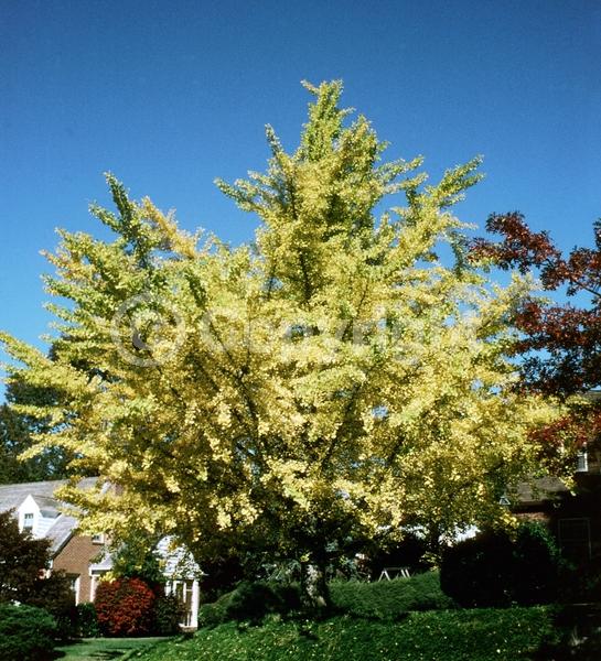 Green blooms; Deciduous; Broadleaf
