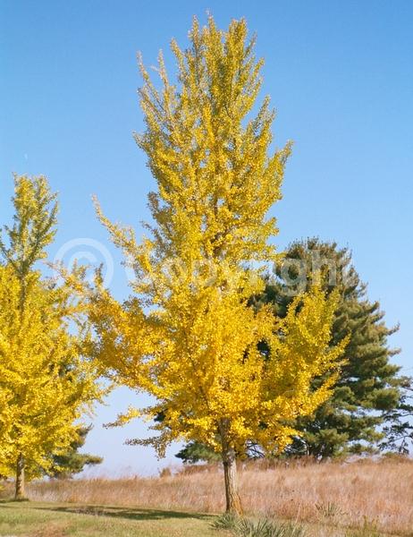 Green blooms; Deciduous; Broadleaf