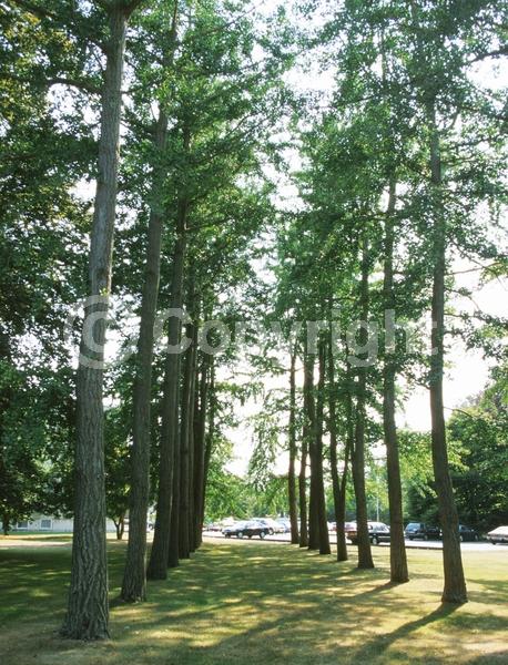 Green blooms; Deciduous; Broadleaf