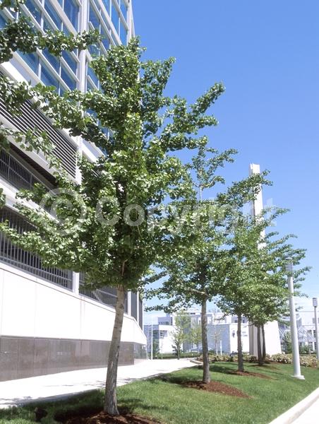 Green blooms; Deciduous; Broadleaf