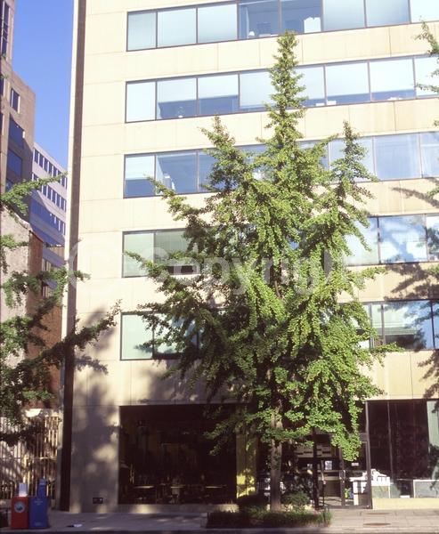 Green blooms; Deciduous; Broadleaf