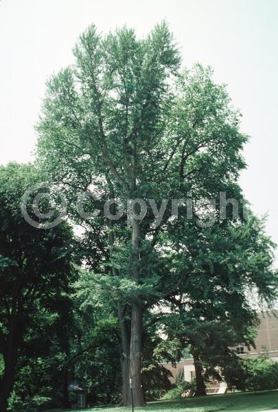 Green blooms; Deciduous; Broadleaf