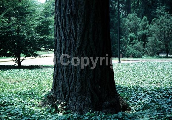 Green blooms; Deciduous; Broadleaf
