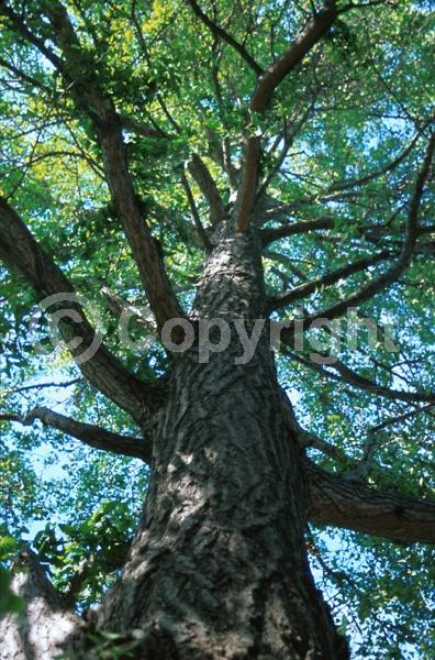 Green blooms; Deciduous; Broadleaf