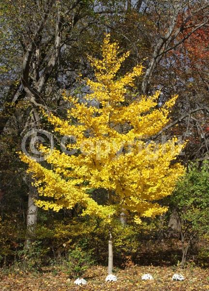 Green blooms; Deciduous; Broadleaf