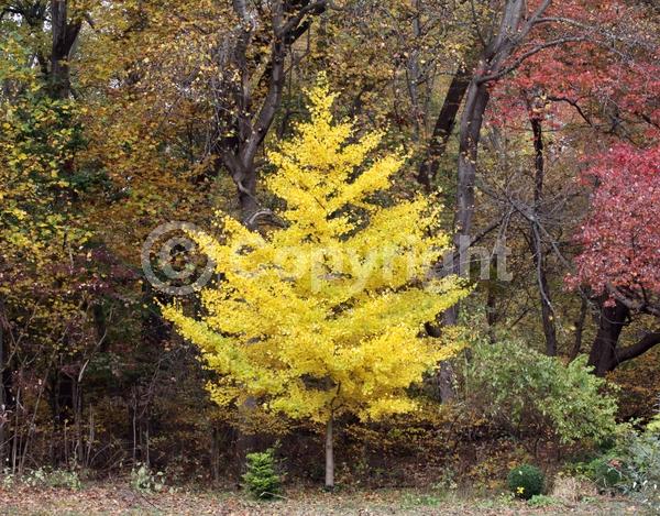 Green blooms; Deciduous; Broadleaf