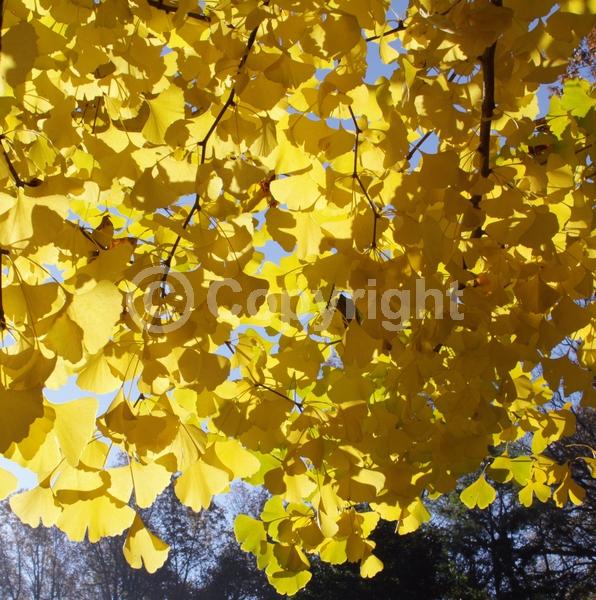 Green blooms; Deciduous; Broadleaf