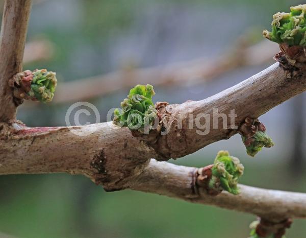 Green blooms; Deciduous; Broadleaf