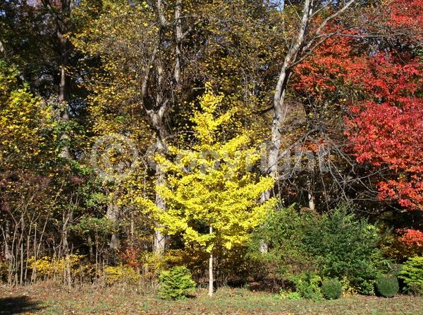 Green blooms; Deciduous; Broadleaf