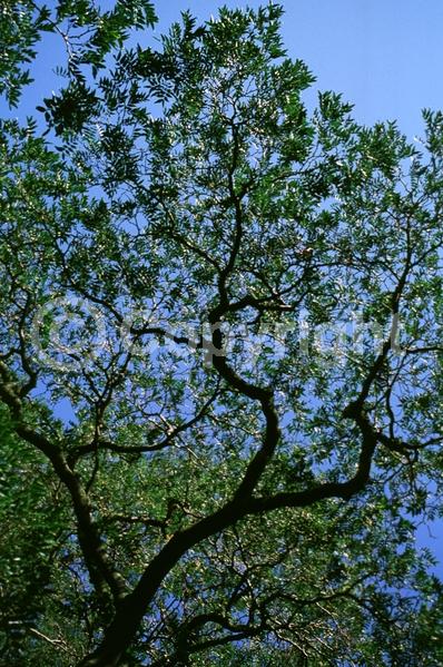 Yellow blooms; Deciduous; 