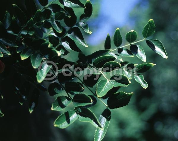 Yellow blooms; Deciduous; 