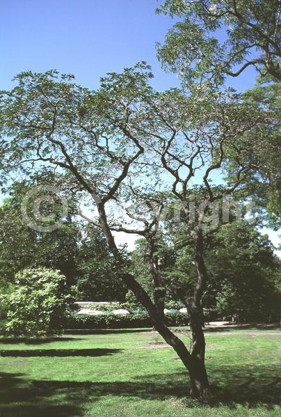 Yellow blooms; Deciduous; 